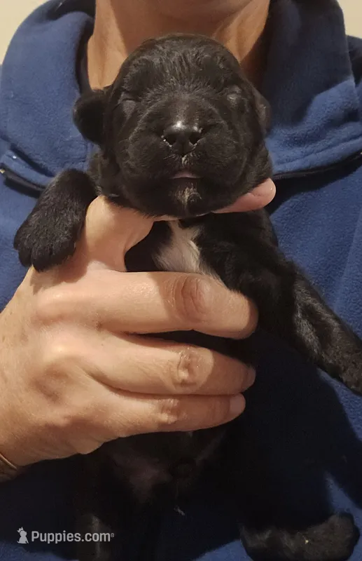 AKC Broc – Bouvier des Flandres puppy for sale in Houston, MO