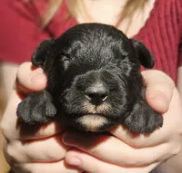 AKC Karen, a female Bouvier des Flandres for sale in Houston, MO – 2 of 4