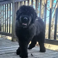 AKC Holly, a female Bouvier des Flandres for sale in Houston, MO – Photo 1 of 7