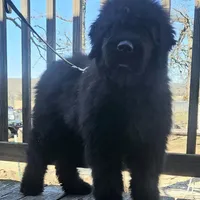 AKC Holly, a female Bouvier des Flandres for sale in Houston, MO – Photo 5 of 7