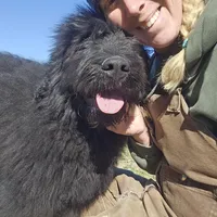 AKC Holly, a female Bouvier des Flandres for sale in Houston, MO – Photo 6 of 7