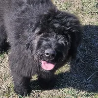 AKC Holly, a female Bouvier des Flandres for sale in Houston, MO – Photo 4 of 7