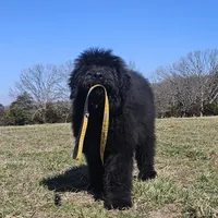 AKC Holly, a female Bouvier des Flandres for sale in Houston, MO – Photo 3 of 7