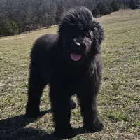 AKC Holly, a female Bouvier des Flandres for sale in Houston, MO – Photo 7 of 7
