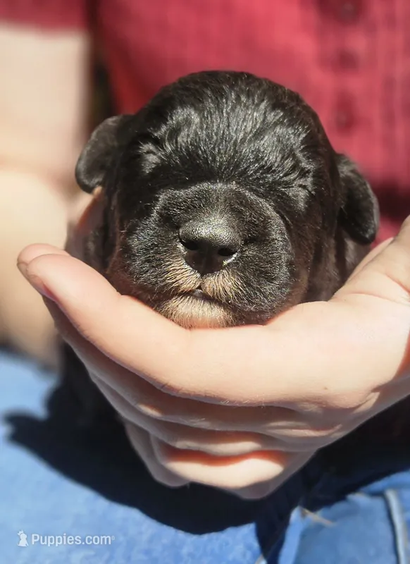 AKC Karen – Bouvier des Flandres puppy for sale in Houston, MO