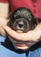 AKC Karen, a female Bouvier des Flandres for sale in Houston, MO – 1 of 4