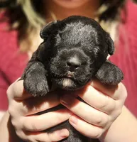 AKC Cindy, a female Bouvier des Flandres for sale in Houston, MO – 2 of 4