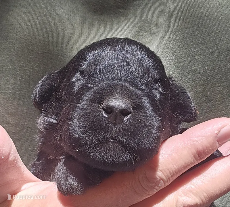 AKC Rik – Bouvier des Flandres puppy for sale in Houston, MO