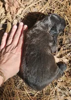 AKC Cindy, a female Bouvier des Flandres for sale in Houston, MO – 4 of 4