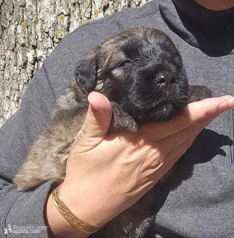 AKC Willa – Bouvier des Flandres puppy for sale in Houston, MO