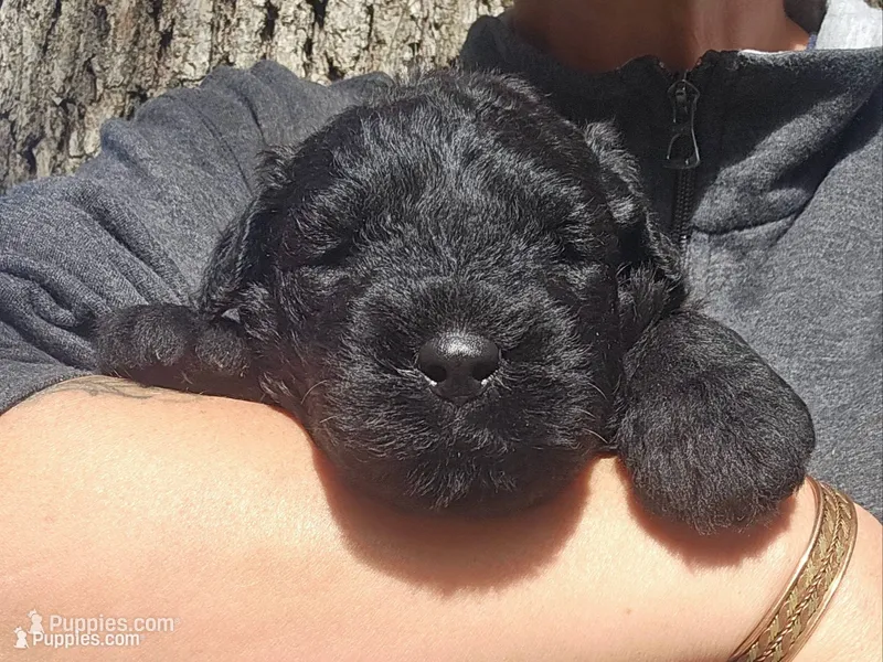 AKC Joby – Bouvier des Flandres puppy for sale in Houston, MO