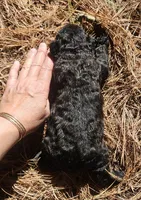 AKC Joby, a male Bouvier des Flandres for sale in Houston, MO – 6 of 6