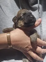 AKC Pearl, a female Bouvier des Flandres for sale in Houston, MO – 4 of 5