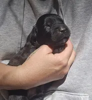 AKC Gavyn, a male Bouvier des Flandres for sale in Houston, MO – 5 of 6
