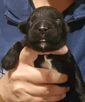 AKC Broc, a male Bouvier des Flandres for sale in Houston, MO – 2 of 4