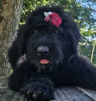 AKC Verna, a female Bouvier des Flandres for sale in Houston, MO – 3 of 10