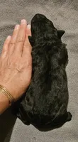 AKC Broc, a male Bouvier des Flandres for sale in Houston, MO – 4 of 4