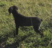 AKC Luna, a female Bouvier des Flandres for sale in Houston, MO – 8 of 10