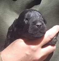 AKC Rik, a male Bouvier des Flandres for sale in Houston, MO – 2 of 9