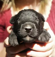 AKC Arthur, a male Bouvier des Flandres for sale in Houston, MO – 3 of 4