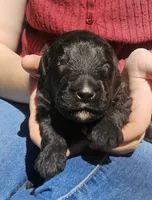 AKC Yukon , a male Bouvier des Flandres for sale in Houston, MO – 3 of 4