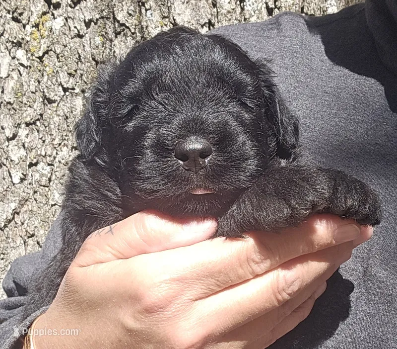 AKC Rik – Bouvier des Flandres puppy for sale in Houston, MO