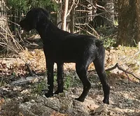 AKC Luna, a female Bouvier des Flandres for sale in Houston, MO – 6 of 10