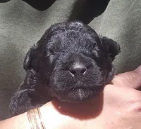 AKC Joby, a male Bouvier des Flandres for sale in Houston, MO – 3 of 6