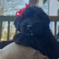 AKC Iza, a female Bouvier des Flandres for sale in Houston, MO – Photo 4 of 7