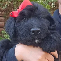 AKC Iza, a female Bouvier des Flandres for sale in Houston, MO – Photo 7 of 7