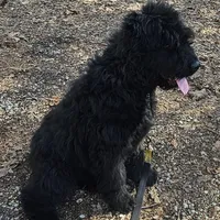 AKC Iza, a female Bouvier des Flandres for sale in Houston, MO – Photo 3 of 7