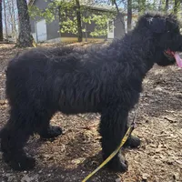 AKC Iza, a female Bouvier des Flandres for sale in Houston, MO – Photo 2 of 7