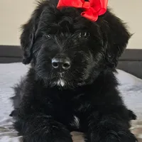 AKC Iza, a female Bouvier des Flandres for sale in Houston, MO – Photo 5 of 7