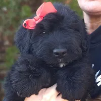AKC Iza, a female Bouvier des Flandres for sale in Houston, MO – Photo 6 of 7