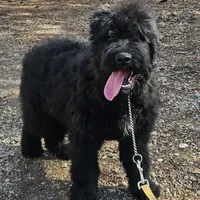 AKC Iza, a female Bouvier des Flandres for sale in Houston, MO – Photo 1 of 7