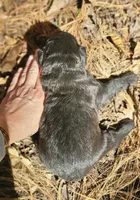 AKC Sam, a male Bouvier des Flandres for sale in Houston, MO – 3 of 4