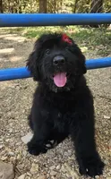 AKC Verna, a female Bouvier des Flandres for sale in Houston, MO – 2 of 10