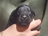 AKC Rik, a male Bouvier des Flandres for sale in Houston, MO – 4 of 9