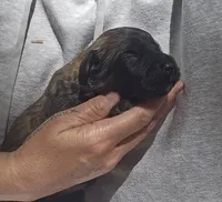 AKC Willa, a female Bouvier des Flandres for sale in Houston, MO – 3 of 7