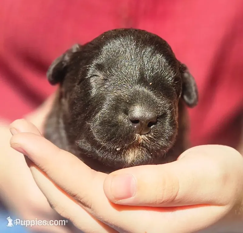 AKC Cindy – Bouvier des Flandres puppy for sale in Houston, MO