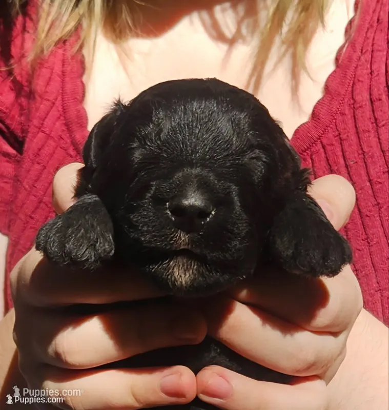 AKC Yukon  – Bouvier des Flandres puppy for sale in Houston, MO