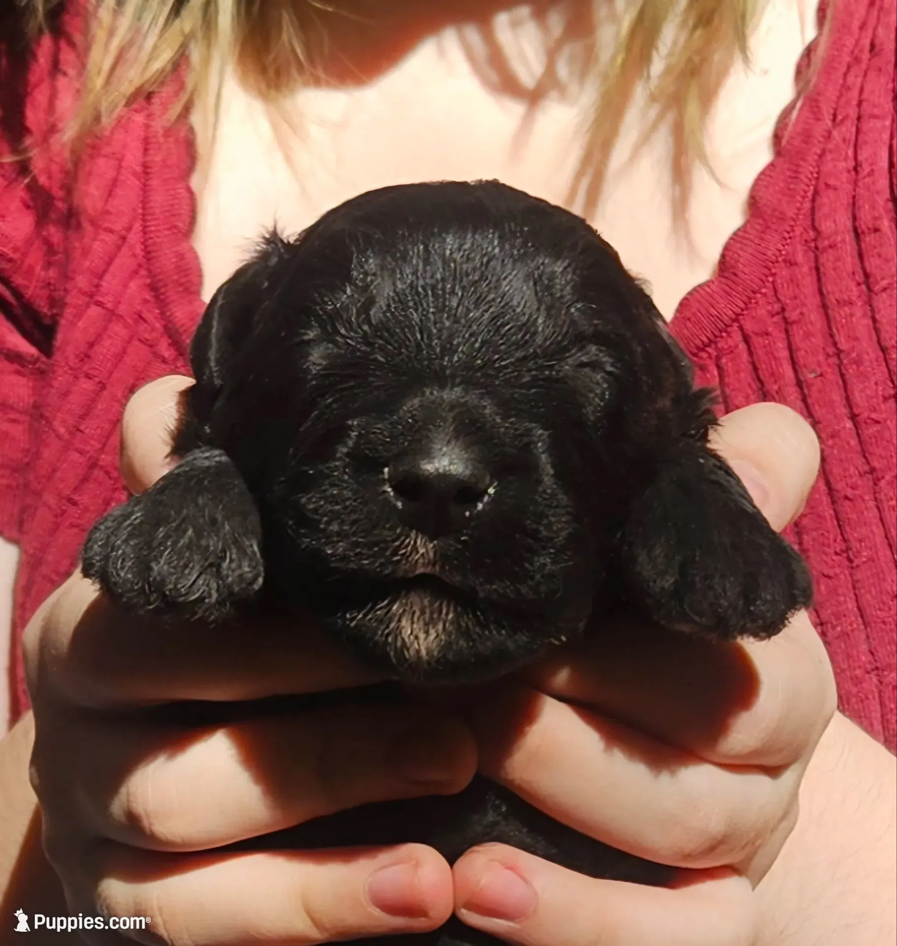 AKC Yukon , a male Bouvier des Flandres for sale in Houston, MO – 1 of 4