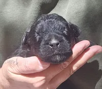 AKC Joby, a male Bouvier des Flandres for sale in Houston, MO – 2 of 6