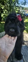 AKC Verna, a female Bouvier des Flandres for sale in Houston, MO – 6 of 10