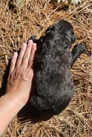 AKC Gavyn, a male Bouvier des Flandres for sale in Houston, MO – 6 of 6