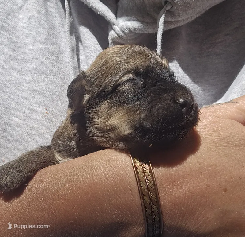 AKC Pearl – Bouvier des Flandres puppy for sale in Houston, MO