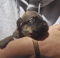 AKC Pearl, a female Bouvier des Flandres for sale in Houston, MO – 1 of 5