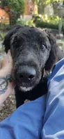 AKC Luna, a female Bouvier des Flandres for sale in Houston, MO – 2 of 10