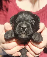 AKC Sam, a male Bouvier des Flandres for sale in Houston, MO – 4 of 4