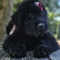 AKC Verna, a female Bouvier des Flandres for sale in Houston, MO – 4 of 10